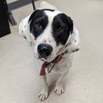 Rescue Basset Hound and Mixed Breed Dogs for Adoption in Evansville, Indiana - Snoopy | PetCurious