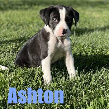 Hound and Mixed Breed Dogs Available for Adoption in Ellicott City, Maryland - Ashton | PetCurious