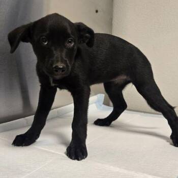 River -  Shepherd and Mixed Breed Dog for Adoption in Fresno, California - River | PetCurious