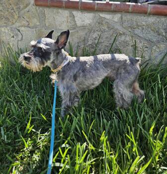 Terry -  Miniature Schnauzer Dog for Adoption - Terry | PetCurious
