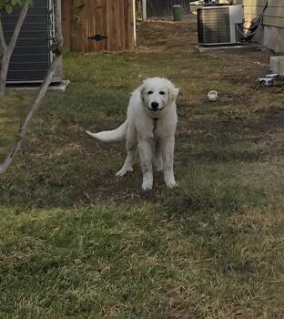 CALIFLOWER -  Great Pyrenees Dog for Adoption in San Antonio, Texas - CALIFLOWER | PetCurious