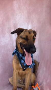 Rescue German Shepherd Dog and Husky Dogs for Adoption in Houston, Texas - Bleu | PetCurious