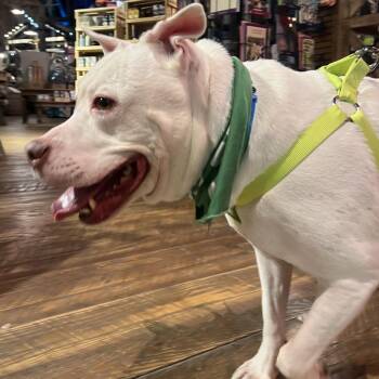 Rocko -  Mixed Breed Dog for Adoption in Memphis, Tennessee - Rocko | PetCurious