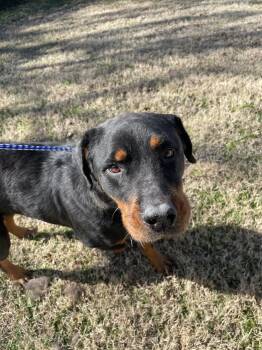 Rottweiler Dogs Available for Adoption - Arwen11024 | PetCurious