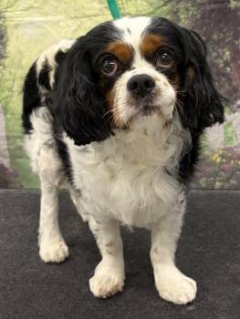 Cavalier King Charles Spaniel Dogs Available for Adoption in Westminster, Maryland - Oliver | PetCurious