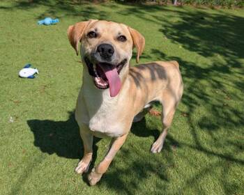 Rescue Terrier and Mixed Breed Dogs for Adoption in Raleigh, North Carolina - BRUCE | PetCurious