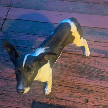 Tulip -  Mixed Breed Dog for Adoption in Rockville, Maryland - Tulip | PetCurious