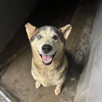 Ms. thang -  Husky Dog for Adoption in Corbin, Kentucky - Ms. Thang | PetCurious