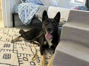 Rescue Australian Kelpie Dogs for Adoption in Los Angeles, California - Sailor Available At Charlie