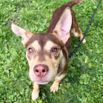 Husky Dogs Available for Adoption in White Oak, Pennsylvania - Jiji | PetCurious