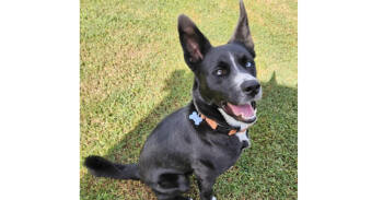 Rescue Border Collie Dogs for Adoption in Youngsville, North Carolina - Ocean | PetCurious