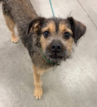 Mushu -  Terrier and Shepherd Dog for Adoption in Gilbert, Arizona - Mushu | PetCurious