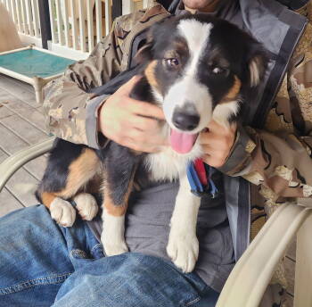 Rescue Australian Shepherd and Border Collie Dogs for Adoption in Paso Robles, California - Layla | PetCurious