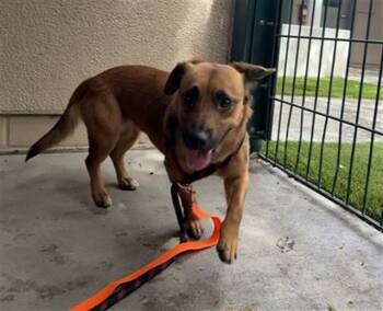 Chihuahua and Mixed Breed Dogs Available for Adoption in San Jose, California - CLARICE | PetCurious