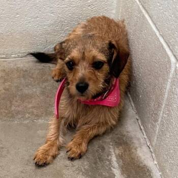 Benji -  Terrier and Mixed Breed Dog for Adoption in Austin, Texas - Benji | PetCurious