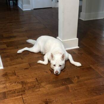 Dax -  German Shepherd Dog Dog for Adoption in Raleigh, North Carolina - Dax | PetCurious