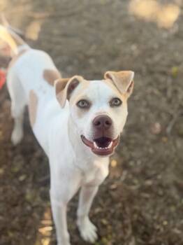 Eva-One of our Amazing Rescue Dogs -  Labrador Retriever and Terrier Dog for Adoption in Carlsbad, California - Eva-One Of Our Amazing Rescue Dogs | PetCurious