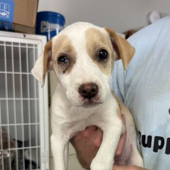 Peanut Butter -  Mixed Breed Dog Available for Adoption in Columbia, South Carolina - Peanut Butter | PetCurious