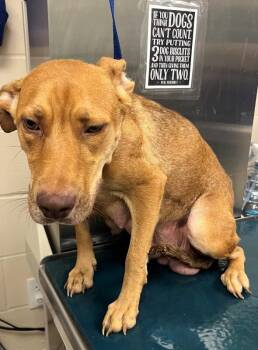 Sassy -  Vizsla Dog for Adoption in Mobile, Alabama - Sassy | PetCurious