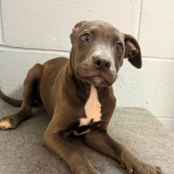 Dee -  Pit Bull Terrier Dog for Adoption in Belleville, Illinois - Dee | PetCurious