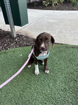 Rosemarylab -  Chocolate Labrador Retriever Dog for Adoption in Tampa, Florida - Rosemarylab | PetCurious