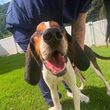 Diesel -  Hound and Mixed Breed Dog for Adoption in Fairfax, Virginia - Diesel | PetCurious