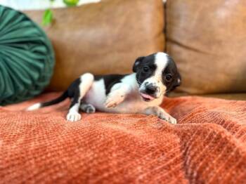 Popcorn Baseball -  Chihuahua and Terrier Dog for Adoption in Friendswood, Texas - Popcorn Baseball | PetCurious