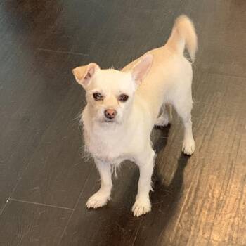 Terrier and Mixed Breed Dogs Available for Adoption in Casa Grande, Arizona - Jack | PetCurious