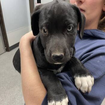 Lyra Lefty -  German Shepherd Dog and Husky Dog for Adoption in Durango, Colorado - Lyra Lefty | PetCurious