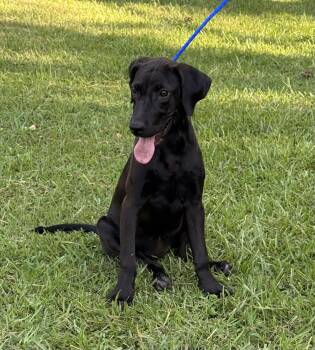 LILLY -  Labrador Retriever Dog for Adoption in Broken Arrow, Oklahoma - LILLY | PetCurious