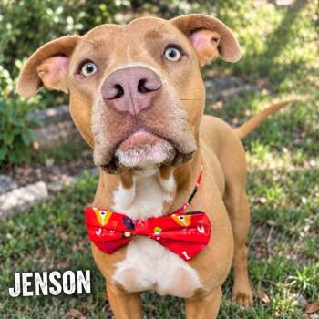 Jensen -  Pit Bull Terrier Dog for Adoption in Lucas, Texas - Jensen | PetCurious