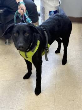 STACEY -  Labrador Retriever and Mixed Breed Dog Available for Adoption in Killeen, Texas - STACEY | PetCurious
