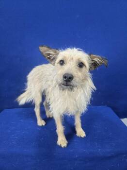 Wirehaired Terrier and Mixed Breed Dogs Available for Adoption in Ruston, Louisiana - Winn Dixie | PetCurious