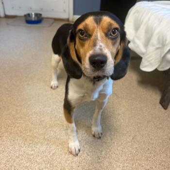 Outlaw -  Beagle Dog for Adoption in Sunderland, Maryland - Outlaw | PetCurious