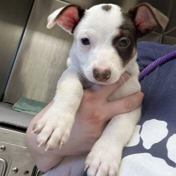 Chihuahua Dogs Available for Adoption - Leon  | PetCurious