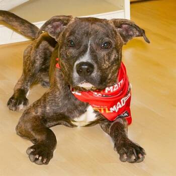 GRIZZLY -  Plott Hound and Pit Bull Terrier Dog for Adoption in St. Louis, Missouri - GRIZZLY | PetCurious