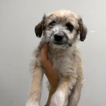 Cortado -  Miniature Poodle and Mixed Breed Dog for Adoption in Tacoma, Washington - Cortado | PetCurious