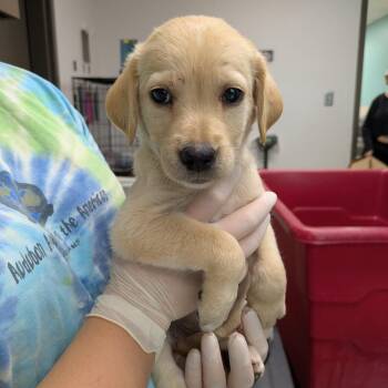 Peep -  Black Mouth Cur and Mixed Breed Dog for Adoption in Cleveland, Mississippi - Peep | PetCurious