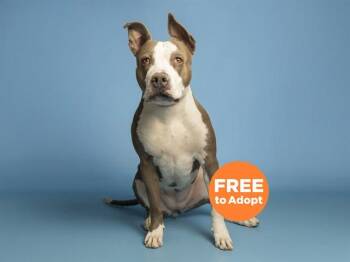 Pit Bull Terrier Dogs Available for Adoption in Phoenix, Arizona - BEATRICE | PetCurious