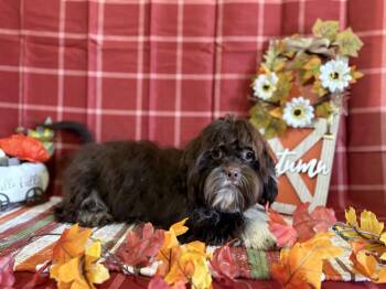 Rescue Shih Tzu Dogs for Adoption in Peebles, Ohio - Calvin | PetCurious