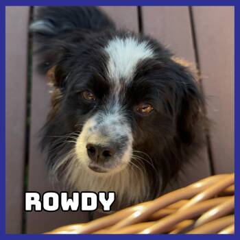 Rowdy -  Australian Shepherd and Mixed Breed Dog for Adoption in Glenwood, Minnesota - Rowdy | PetCurious