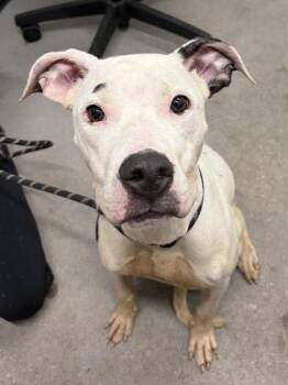 Alicent -  Mixed Breed Dog for Adoption in West Chester, Pennsylvania - Alicent | PetCurious