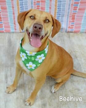 Hound Dogs Available for Adoption in Gautier, Mississippi - Beehive | PetCurious