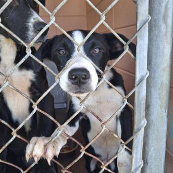 Zane -  Labrador Retriever and Pit Bull Terrier Dog for Adoption in Gautier, Mississippi - Zane | PetCurious