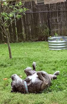 Sabi -  Mixed Breed Dog for Adoption in Sandy Springs, Georgia - Sabi | PetCurious