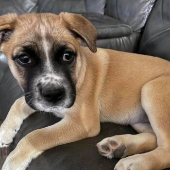 Rescue Australian Cattle Dog Blue Heeler and Cattle Dog Dogs for Adoption in Phoenix, Arizona - Oakley | PetCurious