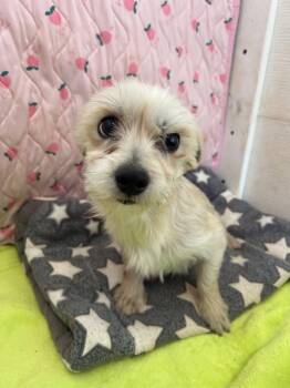 Maltese and Yorkshire Terrier Dogs Available for Adoption in Pacolet, South Carolina - Hershey Mar 26 | PetCurious