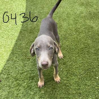 Weimaraner and Doberman Pinscher Dogs Available for Adoption in Loxahatchee Groves, Florida - Ravey 0436 | PetCurious