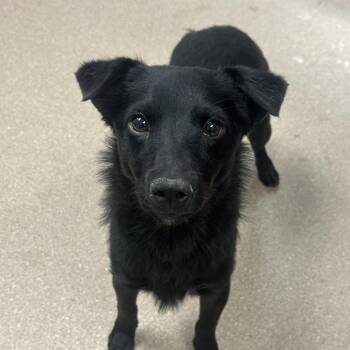 Jax A5791127 -  Chihuahua and Dachshund Dog for Adoption in Los Angeles, California - Jax A5791127 | PetCurious