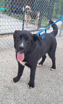 German Shepherd Dog Dogs Available for Adoption in Clay City, Kentucky - Oliver | PetCurious